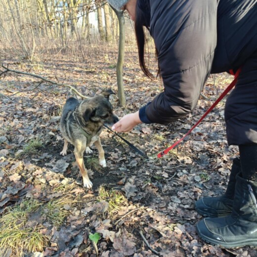Podsumowanie Świątecznej zbiórki karmy dla Schroniska w Milanówku