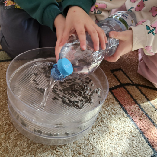 Hodowla kiełków Biedronek