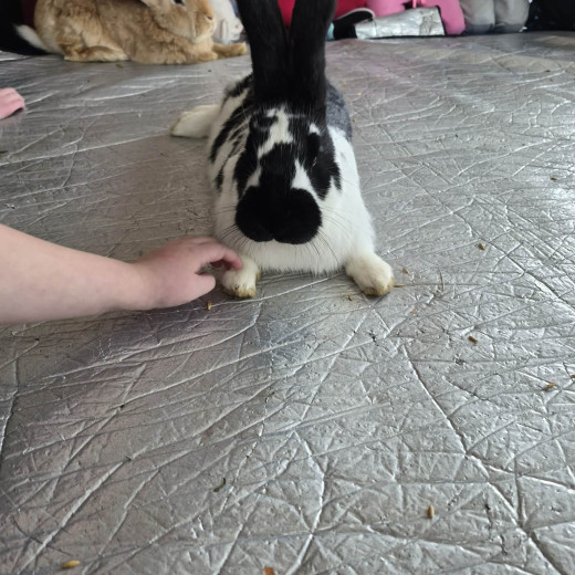 Spotkanie z króliczkami