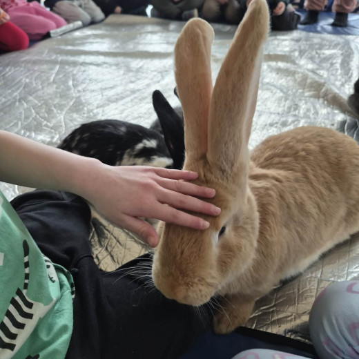 Spotkanie z króliczkami