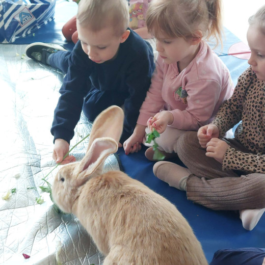 Spotkanie z króliczkami