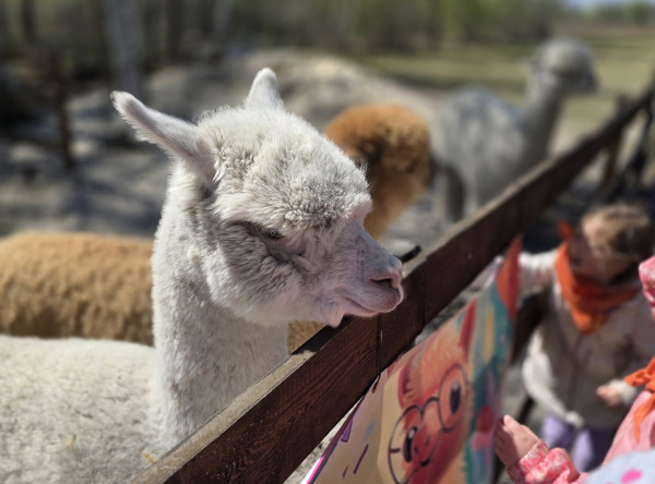 Wiewiórki w zagrodzie Alpaki Tulaki