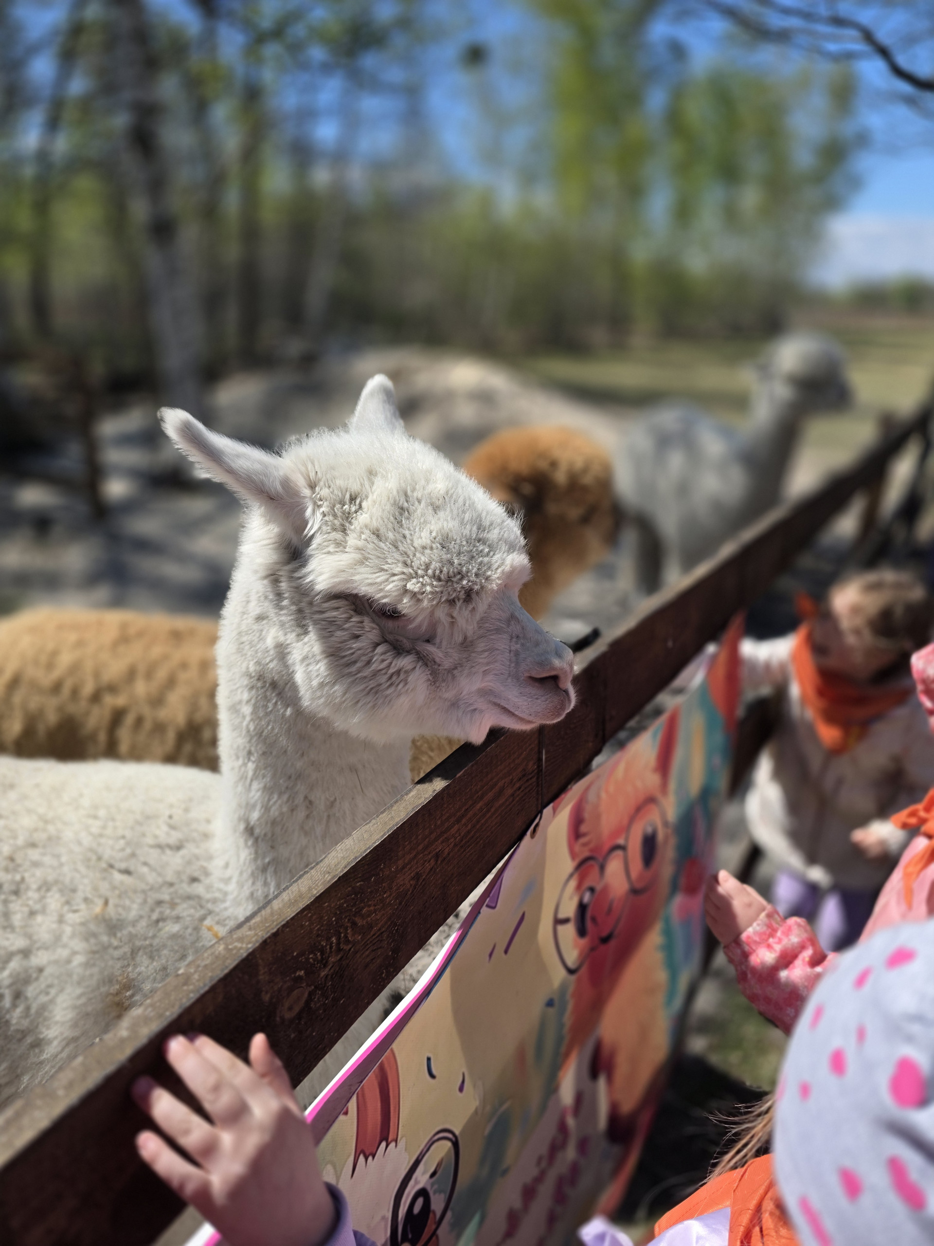 Wiewiórki w zagrodzie Alpaki Tulaki