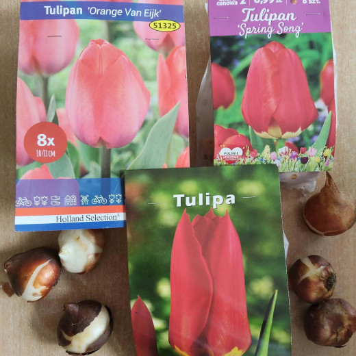 Sadzimy „Tulipany Mocy” – Żabki